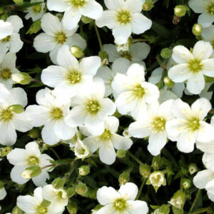 Arenaria