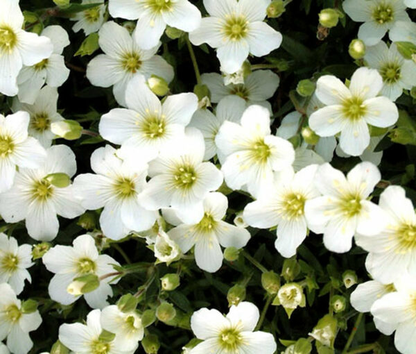 Arenaria