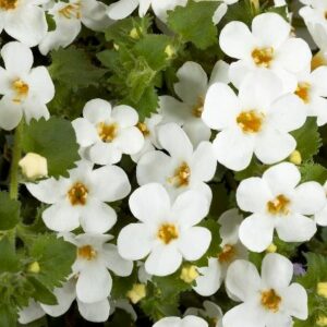Bacopa (Sutera)
