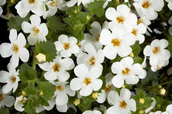 Bacopa (Sutera)