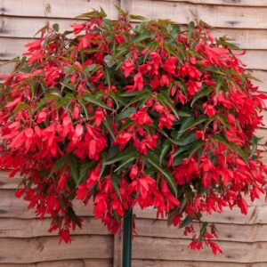 Begonia Boliviensis