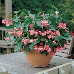 Begonia Dragon Wing