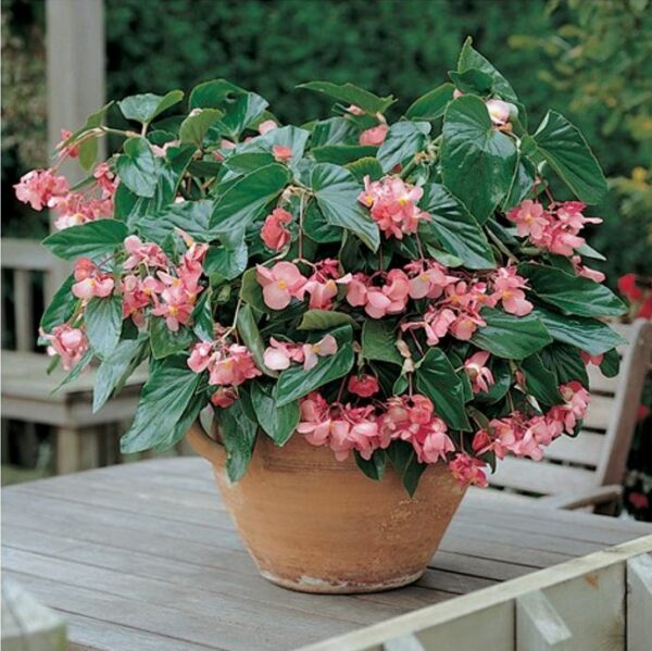 Begonia Dragon Wing