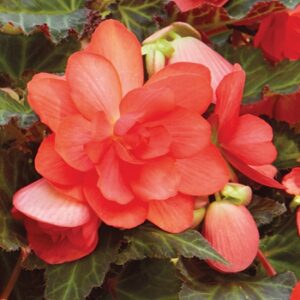 Begonia Iconia