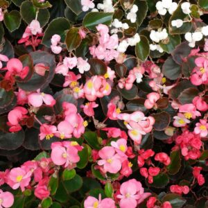 Begonia Semperflorens