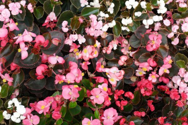 Begonia Semperflorens