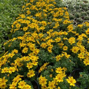 Bidens