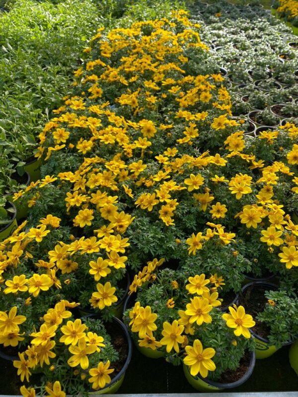 Bidens