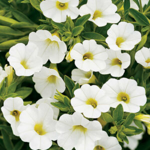 Calibrachoa