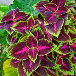 Coleus