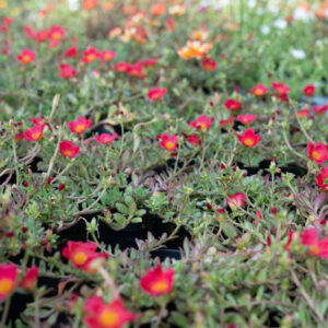 Portulaca