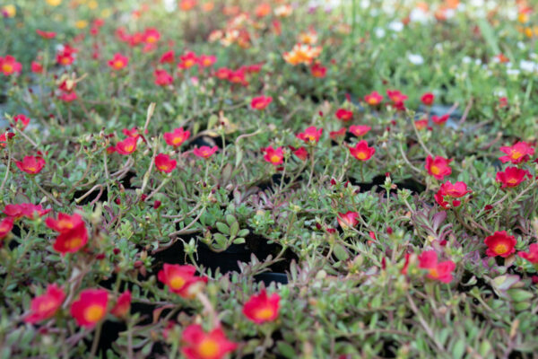 Portulaca