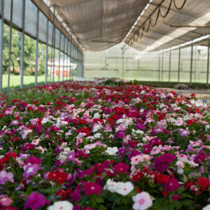 Vinca (Cataranthus)