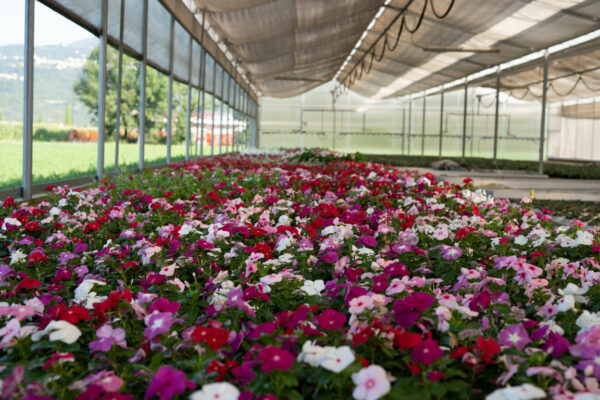 Vinca (Cataranthus)