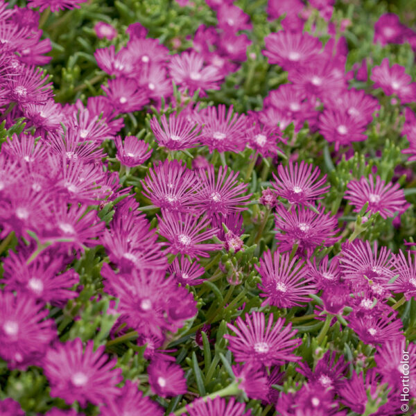 Delosperma vendita piante