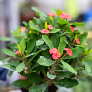 Euphorbia Millii