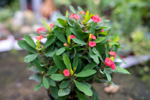 Euphorbia Millii - immagine 2
