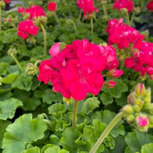 Geranio (Pelargonium) Zonale