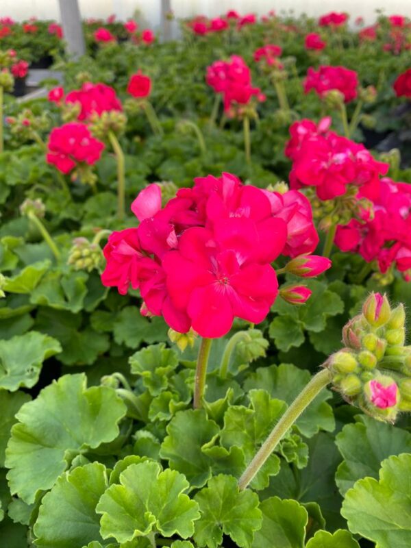 Geranio (Pelargonium) Zonale