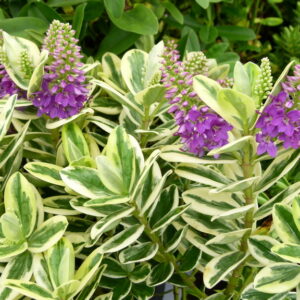 Hebe Andersonii