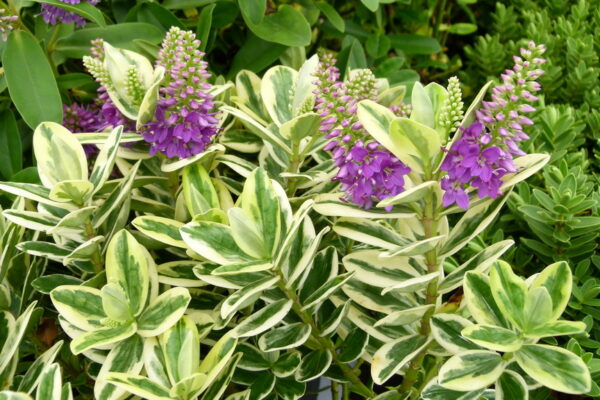 Hebe Andersonii