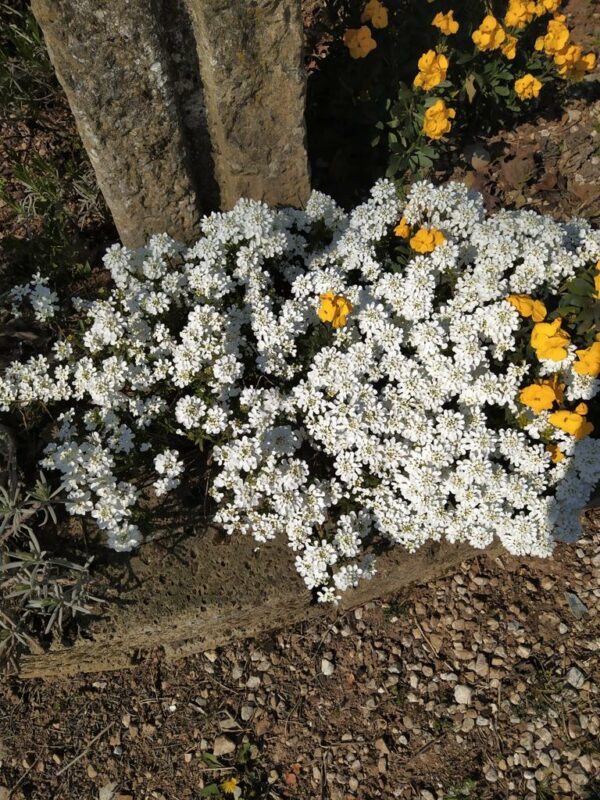 Iberis