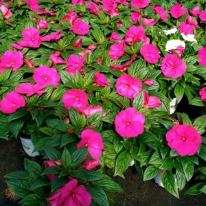 Impatiens Nuova Guinea