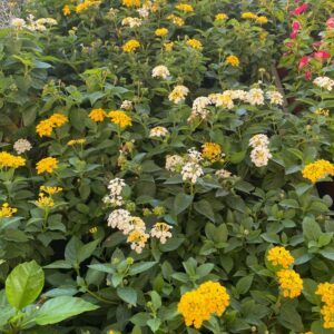 Lantana