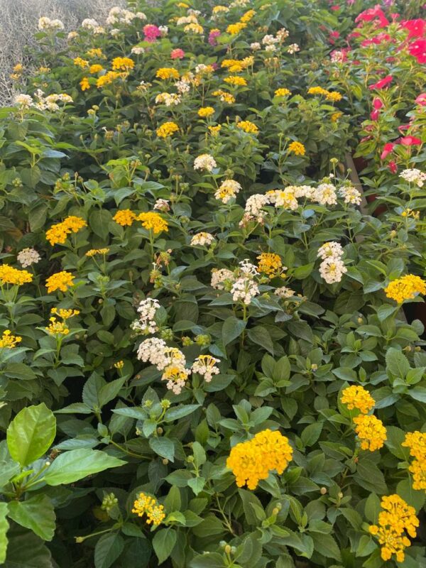 Lantana