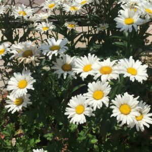 Leucantenum