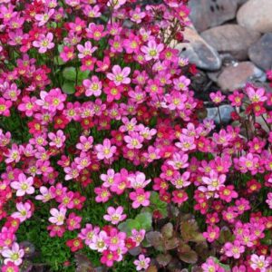 Saxifraga