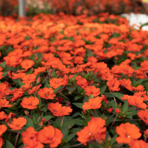 Sunpatiens