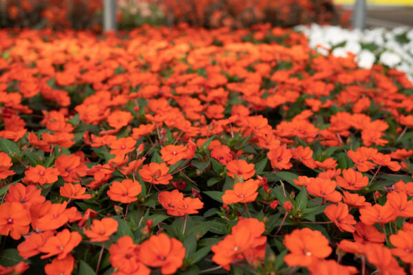 Sunpatiens