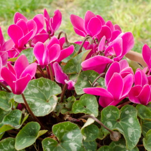 Ciclamino