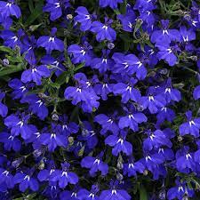 Lobelia Da Seme