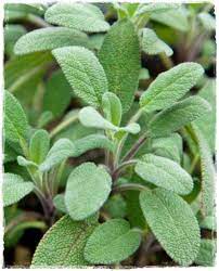 Salvia