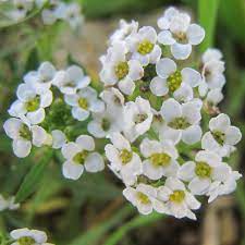 Lobularia