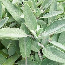 Salvia Maxima