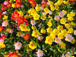 Portulaca Da Talea