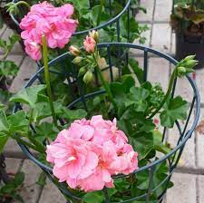 Geranio (Pelargonium) Edera