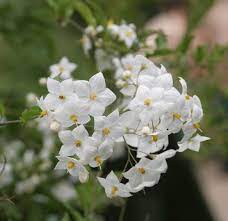 Solanum Jasminoides