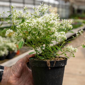 Euphorbia Star Dust