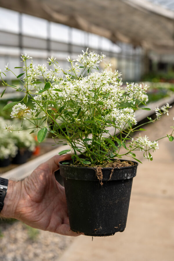 Euphorbia Star Dust