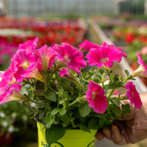 Petunia Da Seme