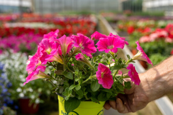Petunia Da Seme