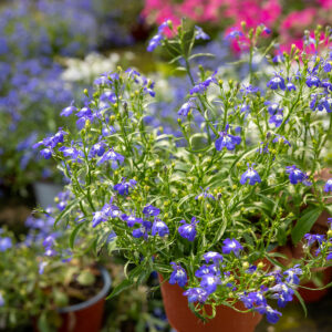 Lobelia Da Talea
