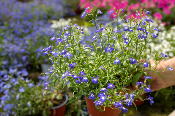 Lobelia Da Talea