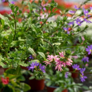 Scaevola