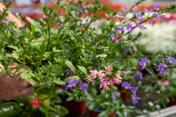 Scaevola