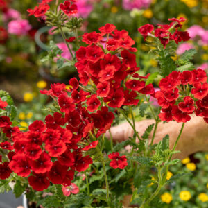 Verbena Da Talea